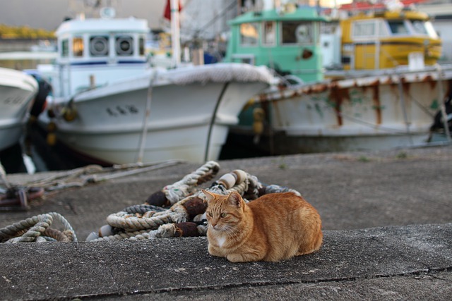 Ilustrativna fotografija mačke